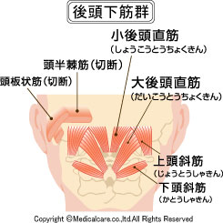 後頭下筋群