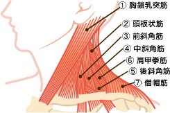 頭痛に関連する主な筋肉